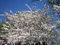 Cherry Blossoms - Spring 2005