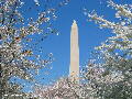 Washington Monument - Spring 2005