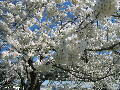 Cherry Blossoms - Spring 2005